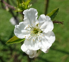 DSC00086a